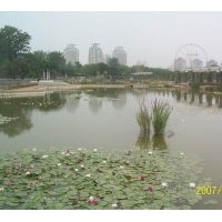 水生植物種植銷(xiāo)售