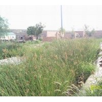 水蔥種植銷(xiāo)售