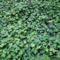 常青藤|(zhì)陜西營(yíng)養(yǎng)缽常青藤優(yōu)化示范新區(qū)