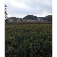 大量油麻騰供應(yīng)