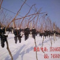 集安冰葡萄苗 北冰紅葡萄苗 生財(cái)有道吉林集安冰雪葡萄