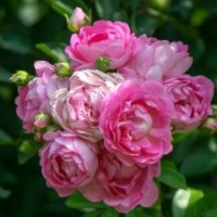 大量供應(yīng)月季花苗米娜