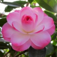 【迷茫春天】茶花 鮮花園藝 花卉盆栽 陽臺(tái)客廳植物 太極花木苗場(chǎng)