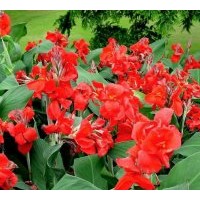 供應(yīng)美人蕉