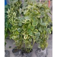 出售花葉常春藤
