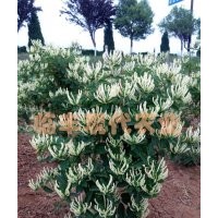 想致富，種植金銀花——北花一號（全蕾）金銀花