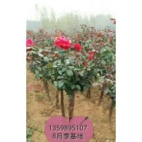 供，五葉地錦，凌霄，紫騰，爬墻刺梅，常青騰