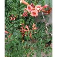 供五葉地錦（爬山虎），凌霄，紫騰，常青騰，刺梅