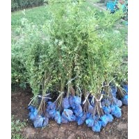 叢生薔薇，藤本月季（帶盆），爬山虎（帶盆）低價(jià)出售