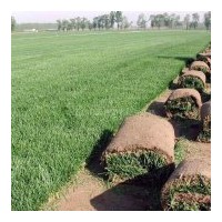 草坪基地直銷百慕大黑麥草混播草坪