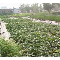 梭魚(yú)草種植銷(xiāo)售