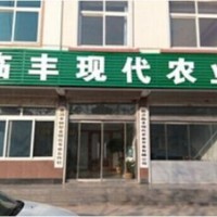 供應金銀花苗 全蕾金銀花苗