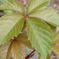 優(yōu)質(zhì)五葉爬山虎供應(yīng) 自產(chǎn)自銷 價格優(yōu)惠成活率高