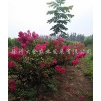 供應(yīng)玫瑰紅紫薇