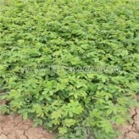 食用玫瑰產(chǎn)地批發(fā)、價格1.5元錢一棵