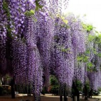 紫花紫藤的批發(fā)價(jià)格