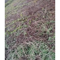 安國市中陽村 大量供應(yīng)爬山虎苗 價格低 品相好