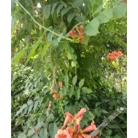 爬山虎，常青騰，凌霄，紫藤，騰本月季