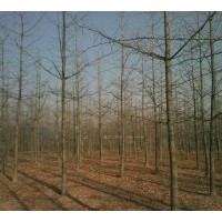 出售小規(guī)格銀杏樹苗