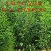 搶購皂角苗13526962883