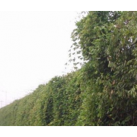 供應(yīng)一年生油麻藤苗40000株