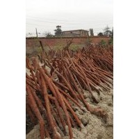 大量供應(yīng)紅皮刺藤（2天）1000根 3公分12元/ 4公分16元/ 5公分26