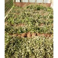 小葉扶芳藤，30-40公分小葉扶芳藤，50-60公分小葉扶芳藤