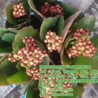 長(zhǎng)壽花盆栽批發(fā)、許昌長(zhǎng)壽花、世錦花卉(多圖)