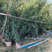 爬藤月季的價(jià)格及產(chǎn)地