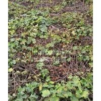 最新爬山虎苗 價格低 品相好 易成活