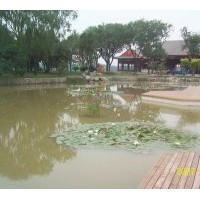 銷(xiāo)售盆栽荷花和荷花種苗