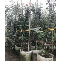 40-200公分高藤本月季苗的市場(chǎng)價(jià)格