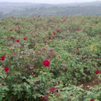 江蘇供應(yīng)高原玫瑰 高原玫瑰產(chǎn)地 哪里有高原玫瑰