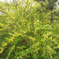 低價大量出售連翹