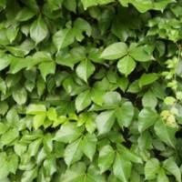 爬山虎|陜西營(yíng)養(yǎng)缽爬山虎|陜西藤灌木優(yōu)化新區(qū)