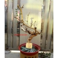 金銀花樹樁 金銀花盆景樹樁 金銀花盆栽老樹樁