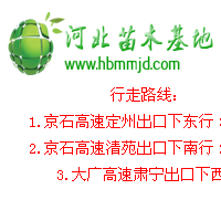 高度100cm的金葉蕕價格