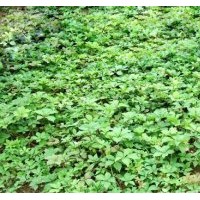 供應(yīng)爬山虎苗 自家種植 無中間環(huán)節(jié) 價格優(yōu)惠