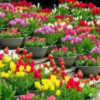 山一草花批發(fā)基地,草花,公園草花