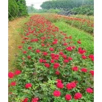 月季花批發(fā)、湖南月季花價(jià)格30高月季價(jià)格、豐花月季、大花月季