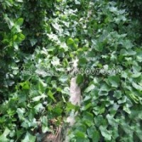 最新三葉地錦苗的價(jià)格表及基地實(shí)拍圖