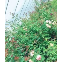 藤本月季基地，大量苗源，批發(fā)實(shí)惠