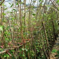 供應(yīng)一年生油麻藤苗40萬株或其他植物 花類 歡迎咨詢