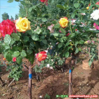 藤本月季的修剪和牽引