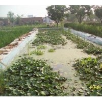 專(zhuān)供水生植物