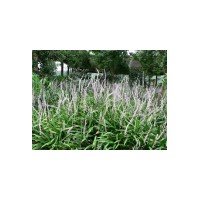 供紅花草 麥冬草 蔥蘭 鳶尾草坪