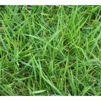 大量供應(yīng)馬尼拉草坪