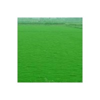 大量供應(yīng)天堂草（百慕大 狗牙根）