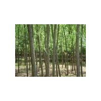 供應(yīng)：青皮柳、金娃娃萱草、大花萱草