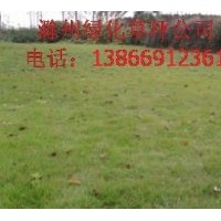 出售各種綠化草坪和苗木：馬尼拉，高羊茅，百慕大，中華結(jié)縷草